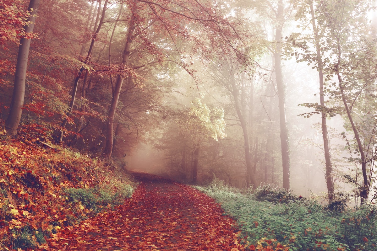 A road surrounded by autumn leaves