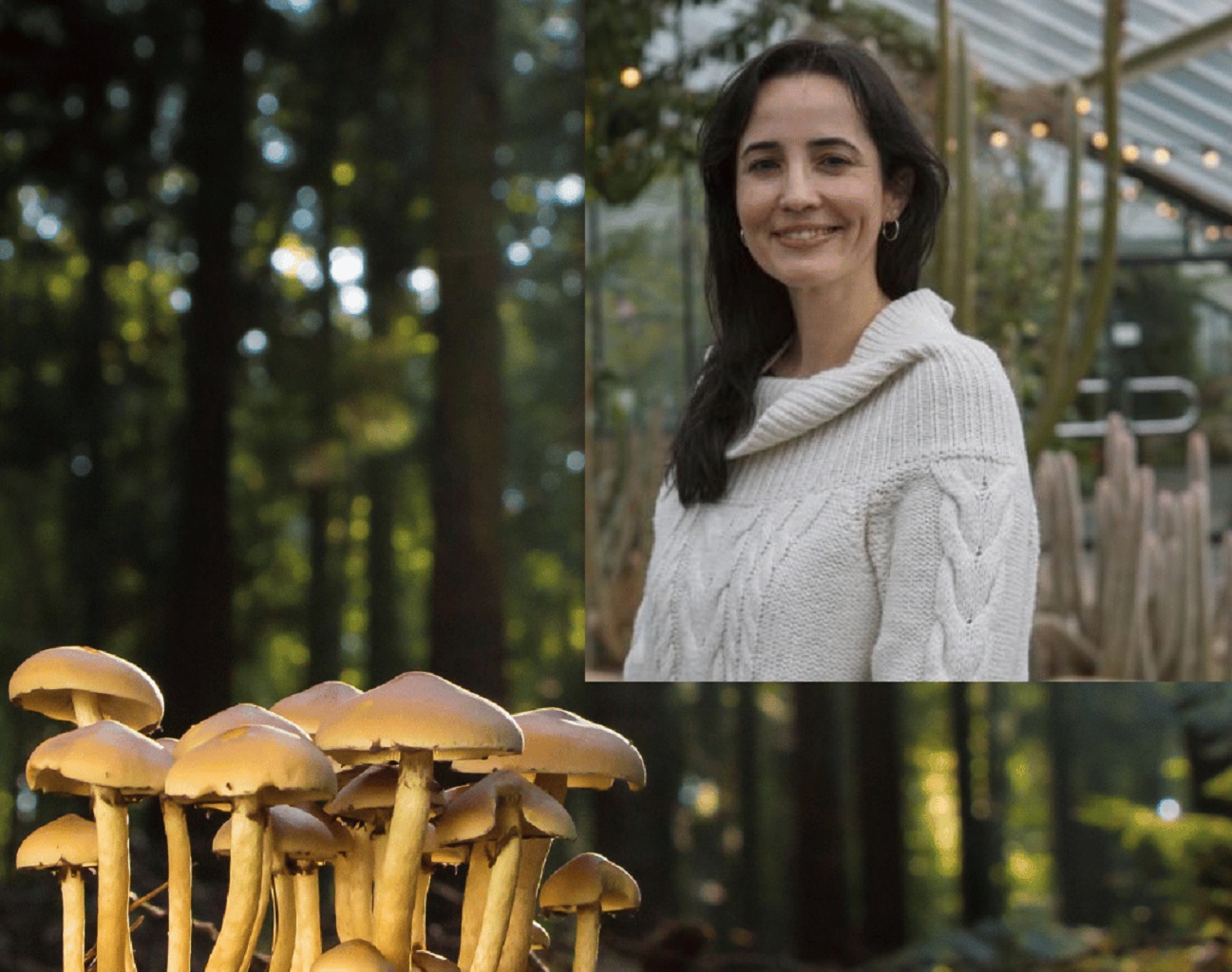 Mycorrhizas and ecosystem functioning. Dr Laura Martinez-Suz